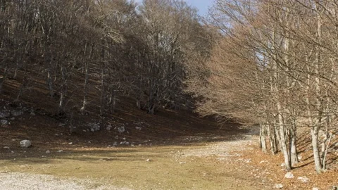 Beech forest Hyperlapse close Stock Footage 151321937