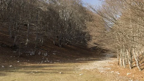 Beech forest Hyperlapse Stock Footage 151261451