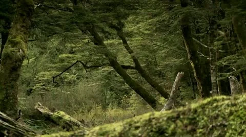 Beech Forest - Lake Wanaka Stock Footage 10208304