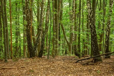 Beech forest landscape in summer Stock Photos