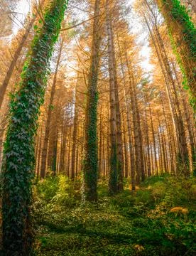 Beech forest landscape with trees and sunbeams and wild nature Stockfoto's