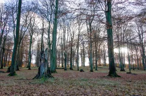 Beech forest in late autumn Stock Photos