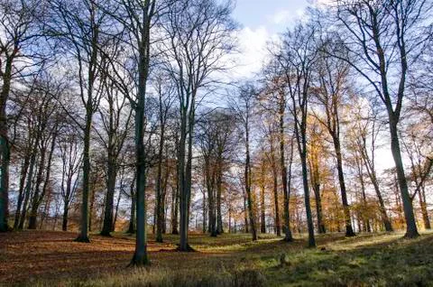 Beech forest in late autumn Stock Photos
