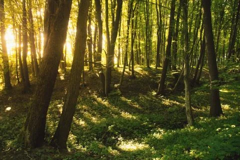 Beech forest, the main forest-forming species of Europe Stock-Fotos