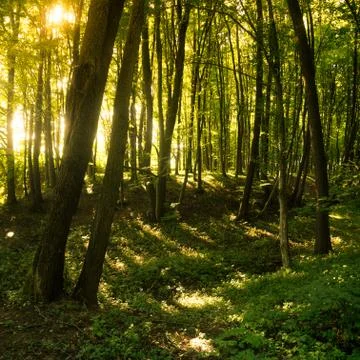 Beech forest. Main forest-forming species of European forests Stock Photos