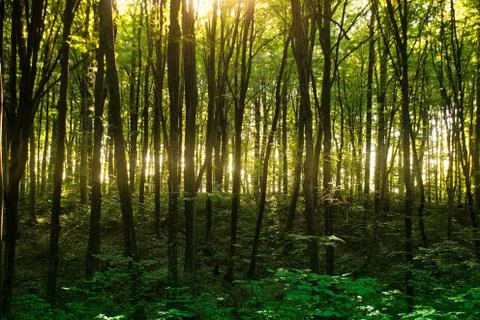 Beech forest. Main forest-forming species of European forests Stock Photos