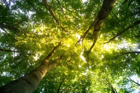 Beech forest. Main forest-forming species of European forests Stock Photos