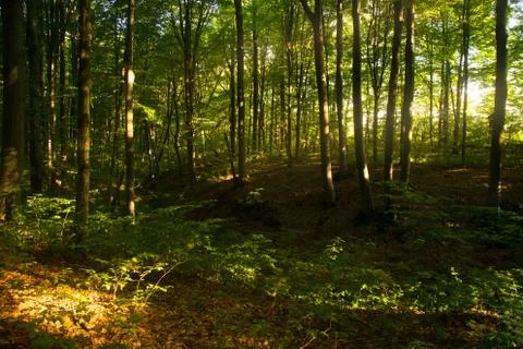 Beech forest. Main forest-forming species of European forests Stock-Fotos