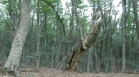 Beech forest on the mountain Chater-Dag 스톡 동영상 27575426