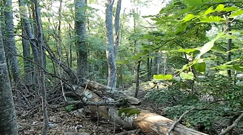 Beech forest on the mountain Chater-Dag 스톡 동영상 27592554