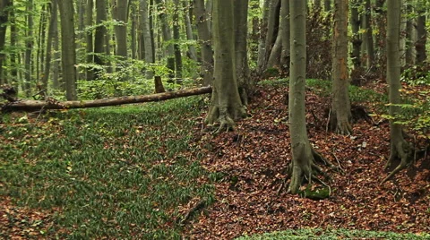 Beech forest in the mountain 库存影片 44108093