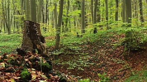 Beech forest in the mountain Vídeos de archivo 44109471