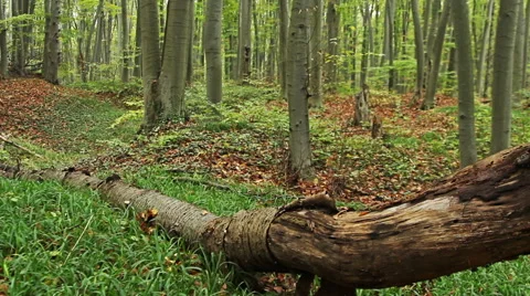 Beech forest in the mountain Vídeo Stock 44110178