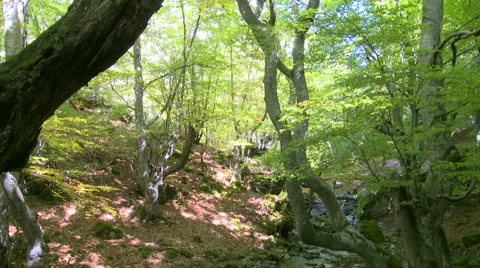 Beech forest in narrow valley, river running through, tilt down Stock Footage 56140222