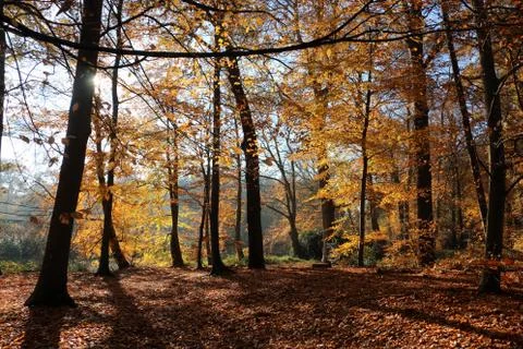 Beech forest in the Netherlands Stock Photos