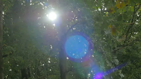 Beech forest panorama and the sun, with bright rays of light beautifully shining Stock Footage 68140364