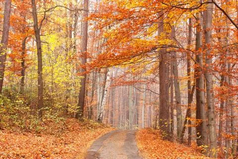 Beech forest path Stock Photos
