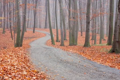 Beech forest path Stock Photos