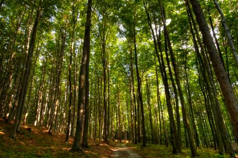 Beech forest Stock Photos