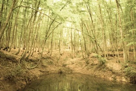 Beech forest Stock Photos