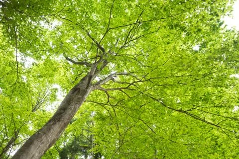Beech forest Stock Photos