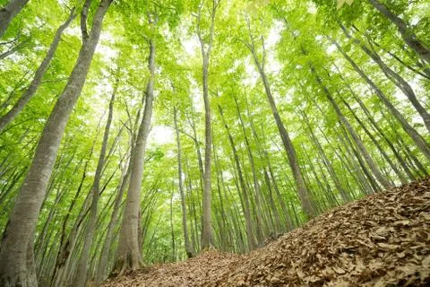 Beech forest Stock Photos