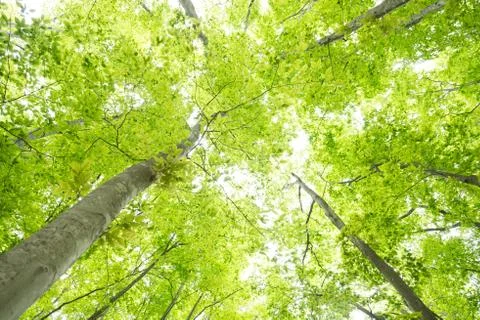 Beech forest Stock Photos