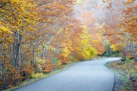 Beech forest Foto stock