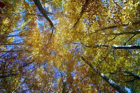 Beech forest Фото