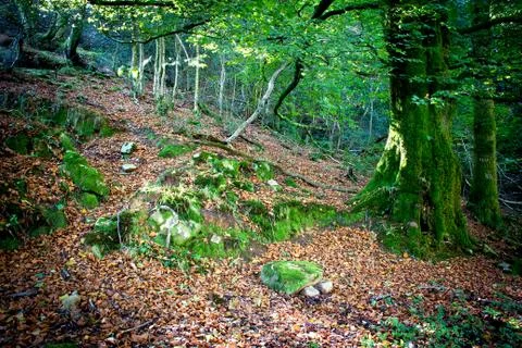 Beech forest Stock Photos