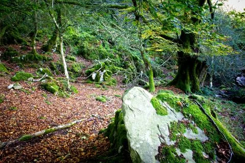 Beech forest Stock-Fotos