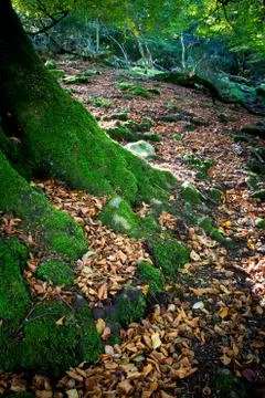 Beech forest Stock Photos