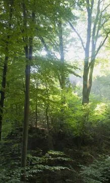 Beech forest Stock Photos