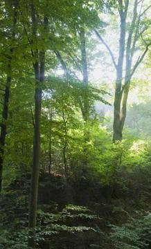 Beech forest Stock Photos
