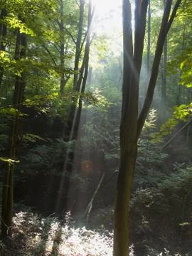Beech forest Stock Photos