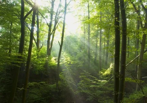 Beech forest Stock Photos