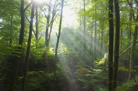 Beech forest Stock Photos