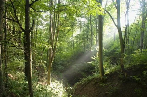 Beech forest Stock Photos