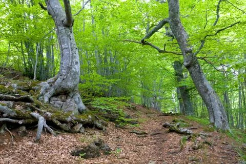 Beech forest 스톡 사진
