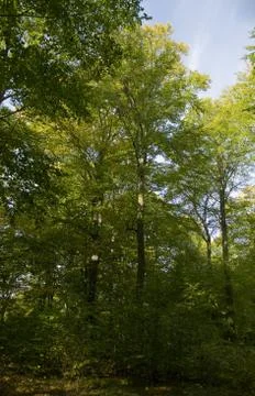 Beech forest Stock Photos