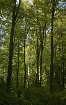 Beech forest Stock Photos