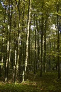 Beech forest Stock Photos