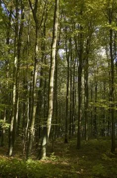 Beech forest Stock Photos