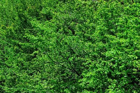 Beech forest 스톡 사진