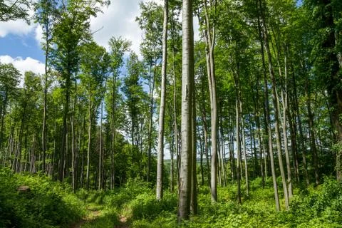 Beech Forest 스톡 사진