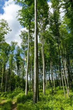 Beech Forest Stock Photos
