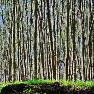 Beech Forest 스톡 사진