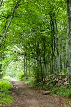 Beech forest Stock Photos