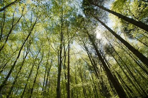 Beech forest Stock Photos