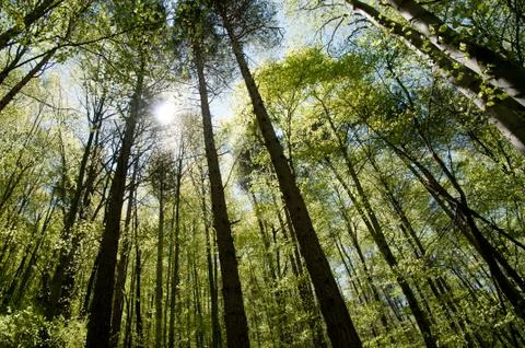 Beech forest Stock Photos